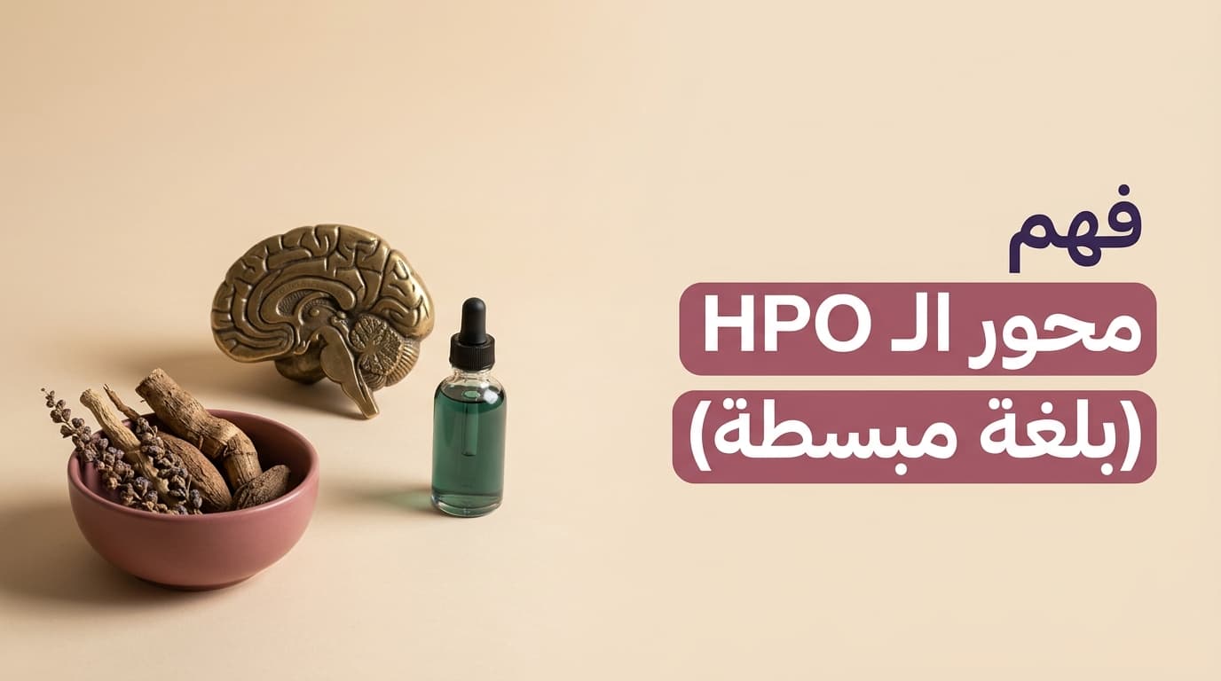 Understanding the HPO axis (in plain language)